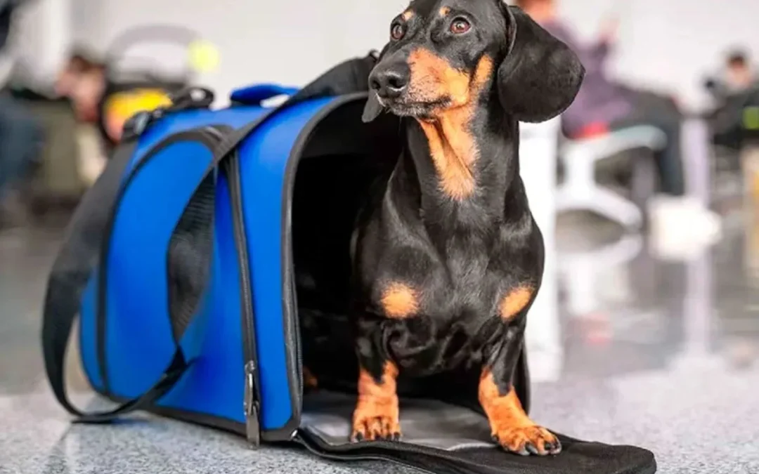 Se podrán trasladar animales domésticos en micros y trenes de larga distancia de jurisdicción nacional